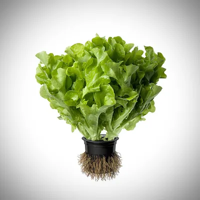 https://elements.envato.com/ru/photos/%D1%81%D0%B0%D0%BB%D0%B0%D1%82+%D0%BB%D0%B0%D1%82%D1%83%D0%BA+%D1%80%D0%BE%D0%BC%D0%B5%D0%B9%D0%BD