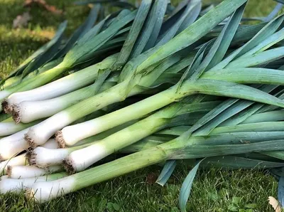 Сала́т латук листовой - Balmoral - Lactuca sativa L. var. Capitata - семена  – Garden Seeds Market | Бесплатная доставка