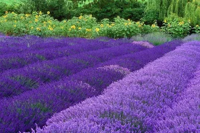 Лаванда узколистная Блю Сцент. (Lavandula angustifolia Blue Scent) купить в  интернет-магазине ЦВІТСАД с доставкой по Украине