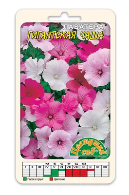Лаватера \"Lavatera\" купить по цене цена по запросу от питомника саженцев и  растений Центросад | Фото и консультация по уходу