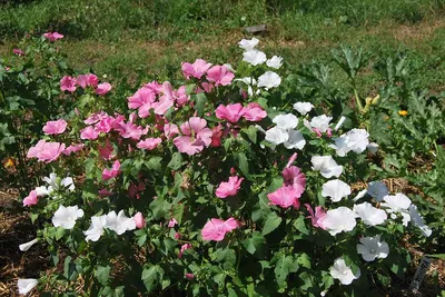 Lavatera / Лаватера | Lavatera is a genus of about 25 specie… | Flickr