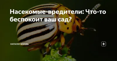 Жуки-пожарники — чем полезны для сада и могут ли навредить? Описание  мягкотелки, как привлечь. Фото — Ботаничка