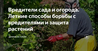 Вредители сливы: меры борьбы и профилактика - чем обрабатывать дерево