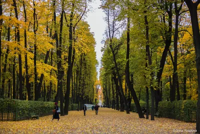 Летний сад, осень (3) | Gardens of Russian Museum