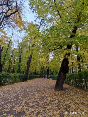 Картина Летний сад , художник Кирилл Мальков