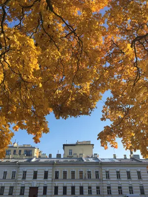 Осенний Летний сад скамейка | Сад, Санкт петербург, Скамейка