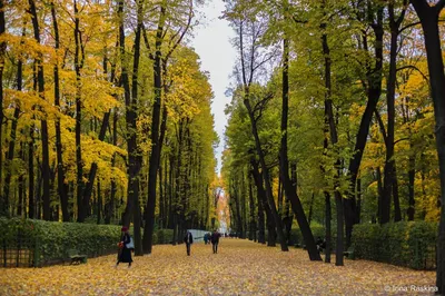 Сады Санкт-Петербурга