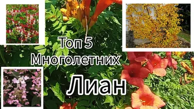 Урок 16 – Лианы в саду - посадка, уход, фото, как вырастить и собрать  урожай - «Блог Флориум.юа» 2024