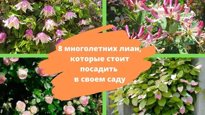 Лучшие вьющиеся растения для сада и огорода | myDecor