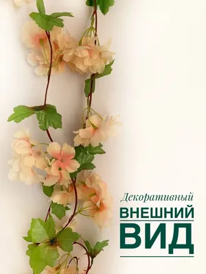 Топ-5 вьющихся растений для шпалер