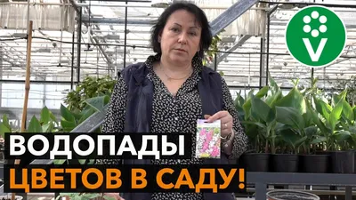 Вьющиеся лианы с потрясающе яркими цветами в садах и парках Мерсина. Кто  знает, как они называются? #Tece #mezitli #mersin #цветы #Тедже… | Instagram