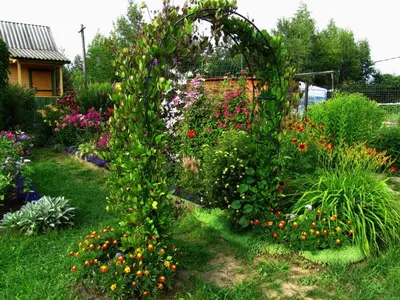 Кампсис
