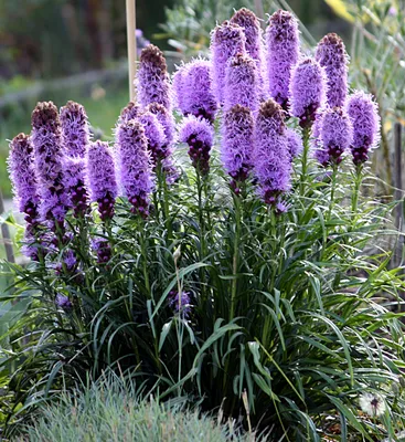 Лиатрис колосковый (Liatris spicata) в сортах - Питомник и Садовый центр  Русские Деревья