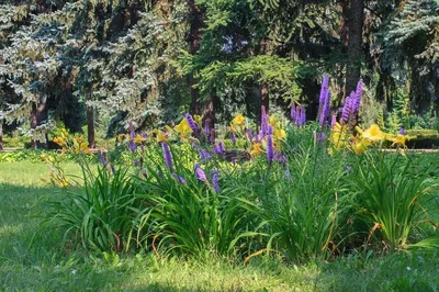 Лиатрис колосковый \"Spicata\"