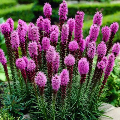 Лиатрис колосковый (Liatris spicata) в сортах - Питомник и Садовый центр  Русские Деревья