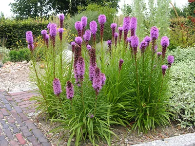 пурпурный цветок лиатрис Спиката в саду. декоративный цветок для  ландшафтного дизайна и садоводства. растение. Стоковое Фото - изображение  насчитывающей листья, цвет: 255625308
