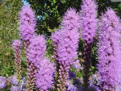 Лиатрис колосковый (Liatris Spicata)