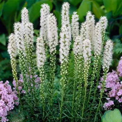 Лиатрис колосковый розовый (Liatris spicata)