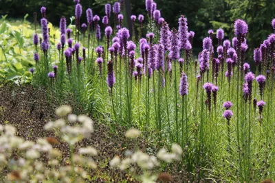 Купить Лиатрис Liatris spicata - в питомнике Флорини