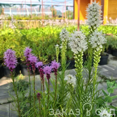 Лиатрис колосковая (Liatris spicata) - купить саженцы в Минске и Беларуси