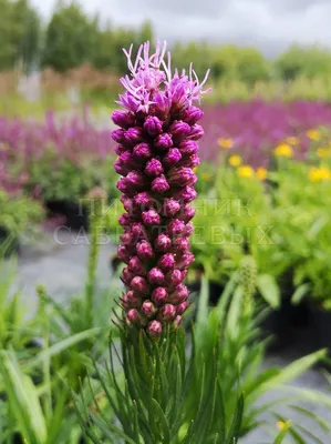 Лиатрис колосковая (LIATRIS spicata ) - «Сиреневая разрастается, белая  гибнет(» | отзывы