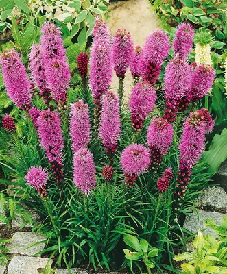 Лиатрис колосковый (Liatris Spicata ) купить в спб лисий нос Беговая  Приморский район Черная речка