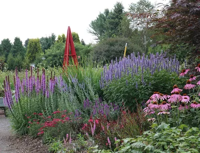 Лиатрис колосковый белый. (Liatris spicata White) Белый купить в  интернет-магазине ЦВІТСАД с доставкой по Украине