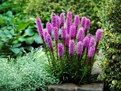 Лиатрис \"Spicata Alba\" (Спиката Альба), купить в Екатеринбурге