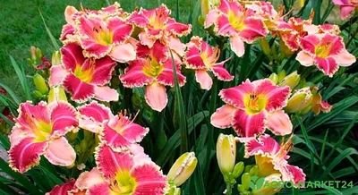 Лилейники в моем саду | Гортензии, хвойные, 🌷любимый сад | Дзен