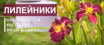Фотофакт. В ботаническом саду зацвели лилейники - Минск-новости