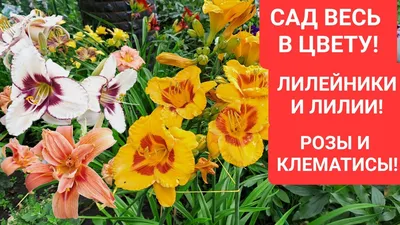 Цветение лилейников в моем саду. - YouTube