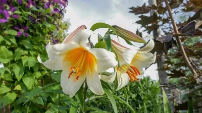 Японский сад лилий \"Saibuen Lily garden\" на берегу озера Тамако в  префектуре Сайтама(Saitama-ken)...