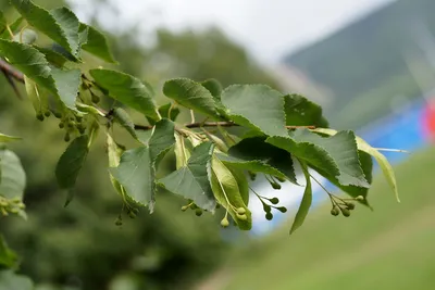 Липа амурская медоносная, купить в Ростове, Tilia amurensis, заказать  почтой, доставка, Деревья лиственные Купить растения в Ростове-на-Дону,  Интернет-магазин, питомник растений, хвойные и лиственные, уличные,  плодовые и декоративные деревья и ...