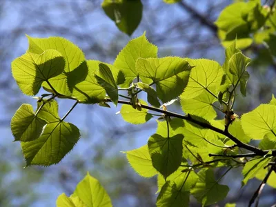 Tilia amurensis (Amur linden, Липа амурская) | Tilia amurens… | Flickr