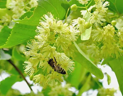 Липа амурская (Tilia amurensis Rupr). Купить липу амурскую: саженцы /  Женьшень