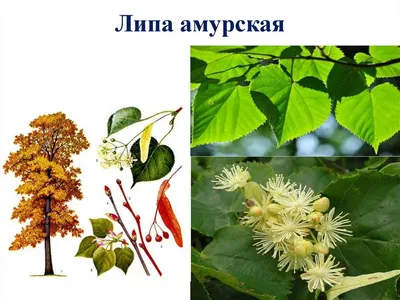 Липа амурская (Tilia amurensis) саженцы 15-20 см, горшок 0,5л., цена в  Новосибирске от компании Кирсанов Сергей Сергеевич