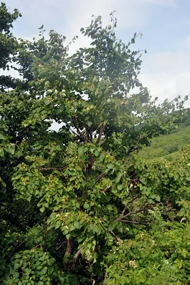 Липа амурская (Tilia amurensis)