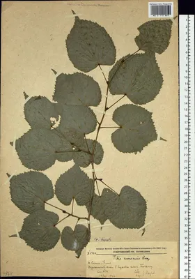 Ли́па аму́рская Tilia amurensis Rupr.