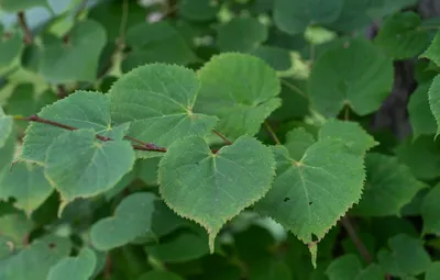 Липа амурская (Tilia amurensis Rupr). Купить липу амурскую: саженцы /  Женьшень