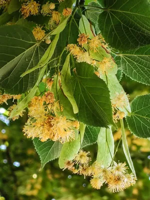 Липа амурская - Части растений
