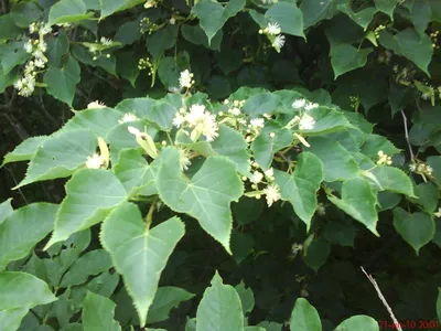 Липа амурская (Tilia amurensis Rupr). Купить липу амурскую: саженцы /  Женьшень