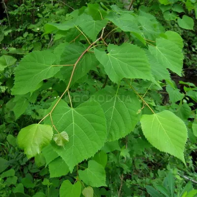 MW0110835, Tilia amurensis (Липа амурская), specimen