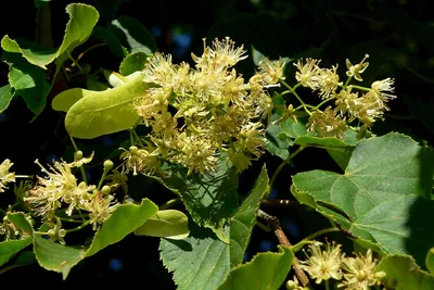 Липа амурская медоносная, купить в Ростове, Tilia amurensis, заказать  почтой, доставка, Деревья лиственные Купить растения в Ростове-на-Дону,  Интернет-магазин, питомник растений, хвойные и лиственные, уличные,  плодовые и декоративные деревья и ...