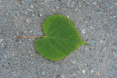 MW0110856, Tilia amurensis (Липа амурская), specimen