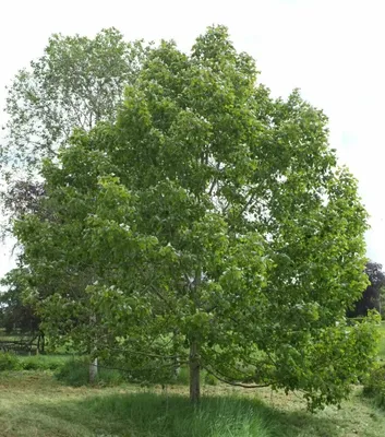 Липа (Tilia L.) – Лиственные деревья «Л» - цветочный портал Ваш Сад!