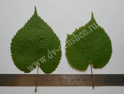 Tilia amurensis - Image of an specimen - Plantarium