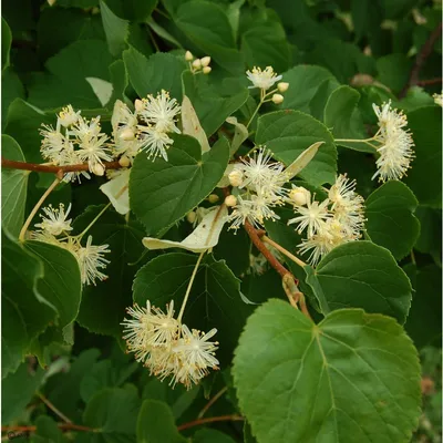 Липа амурская (Tilia amurensis Rupr). Купить липу амурскую: саженцы /  Женьшень