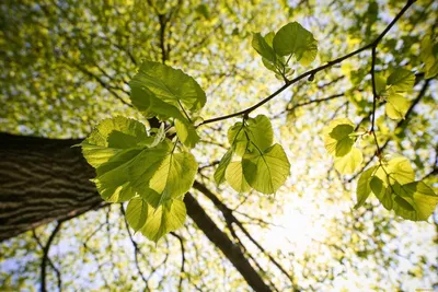 Липа / Деревья / Энциклопедия растений / FloraPedia.ru - Энциклопедия  растений