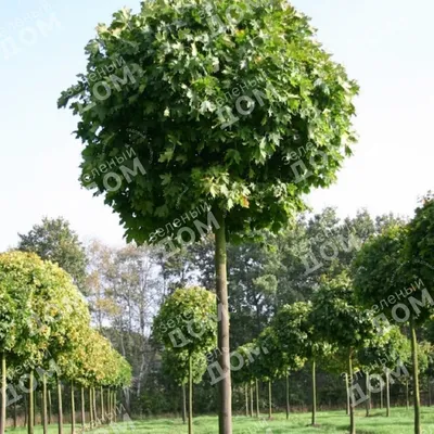 Липа американская, tilia americana