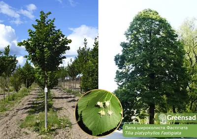 Липа мелколистная \"Greenspire\" (Гринспаер) купить по цене 6500 рублей от  питомника саженцев и растений Центросад | Фото и консультация по уходу